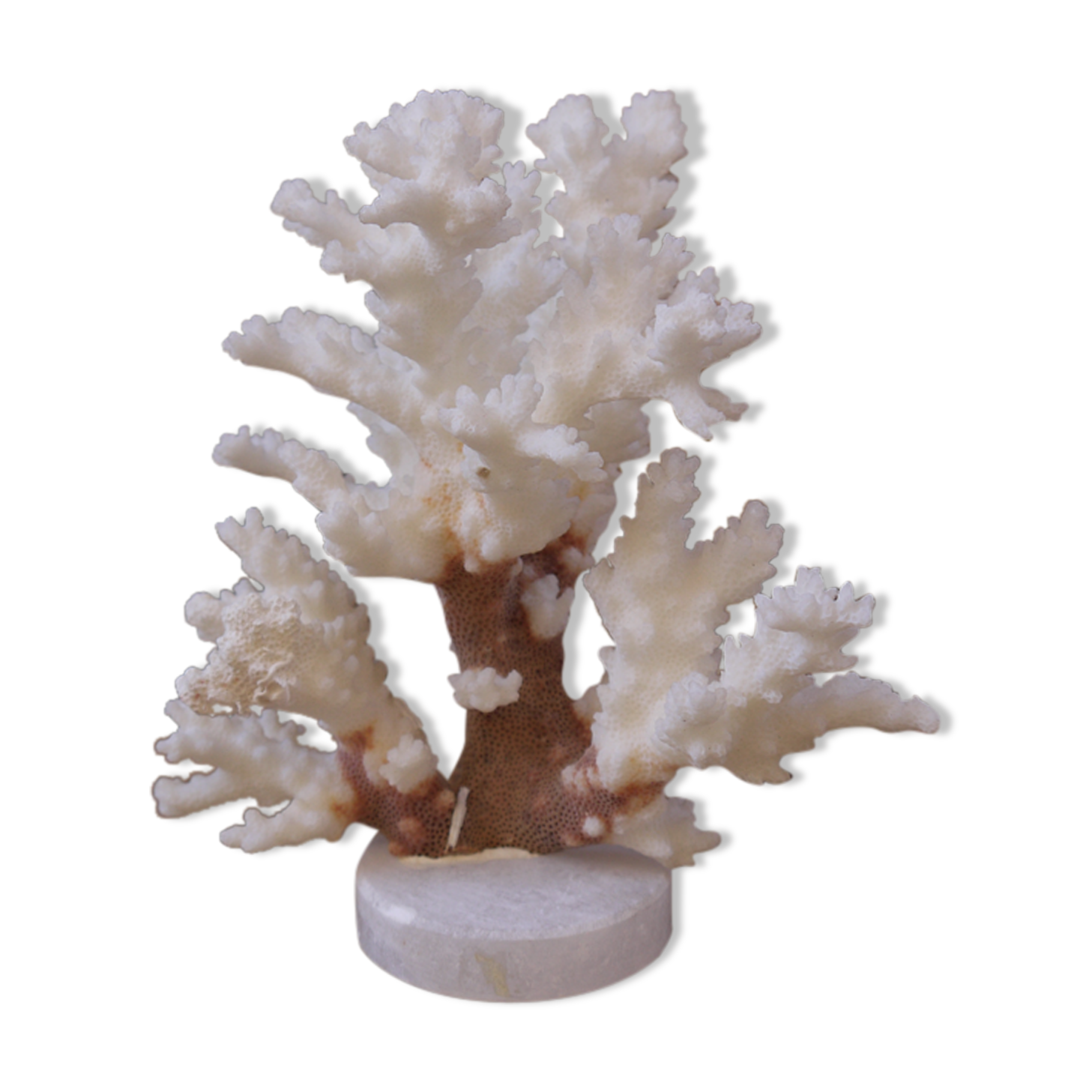 Coral on plinth
