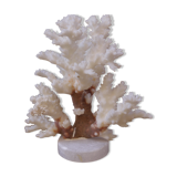 Coral on plinth