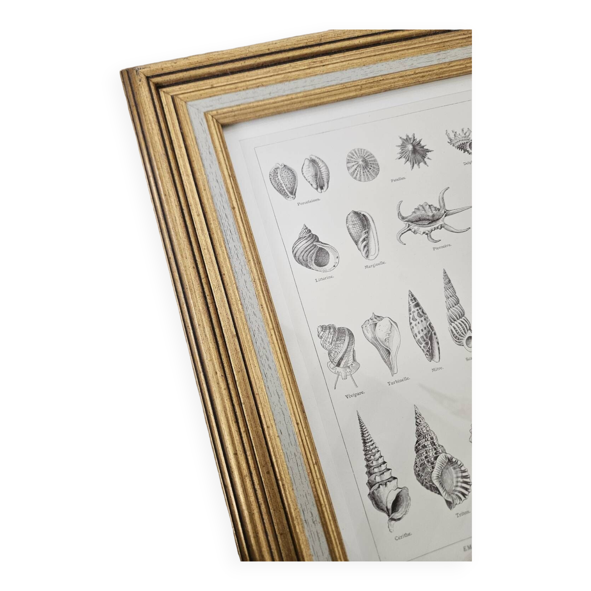 Mollusc entomology board