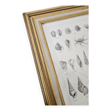 Mollusc entomology board