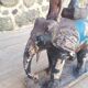 Jouet indien ancien éléphant