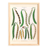 Poster about beans, based on an old engraving from 1886.