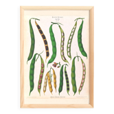 Affiche sur les haricots, d’après une gravure ancienne de 1886.
