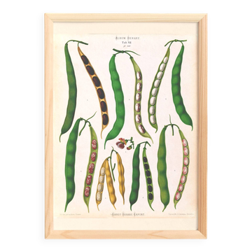 Affiche sur les haricots, d’après une gravure ancienne de 1886.