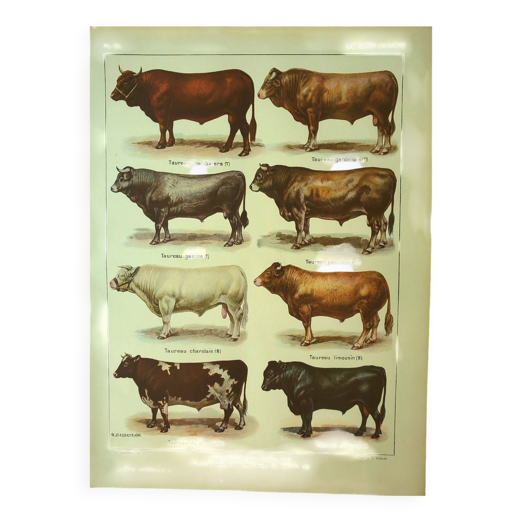 Antique lithograph 1921. By Dessertenne - Bull and cattle - farm