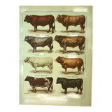 Antique lithograph 1921. By Dessertenne - Bull and cattle - farm
