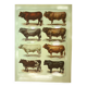 Antique lithograph 1921. By Dessertenne - Bull and cattle - farm