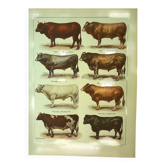 Lithographie ancienne 1921 par Dessertenne - Taureau et bovin - ferme