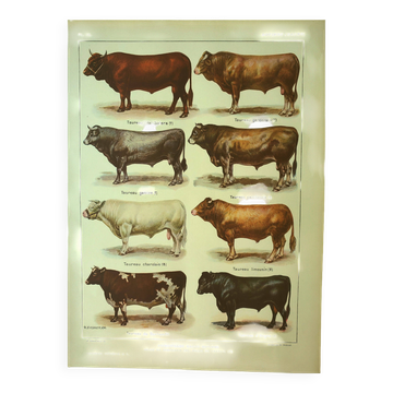 Lithographie ancienne 1921 par Dessertenne - Taureau et bovin - ferme