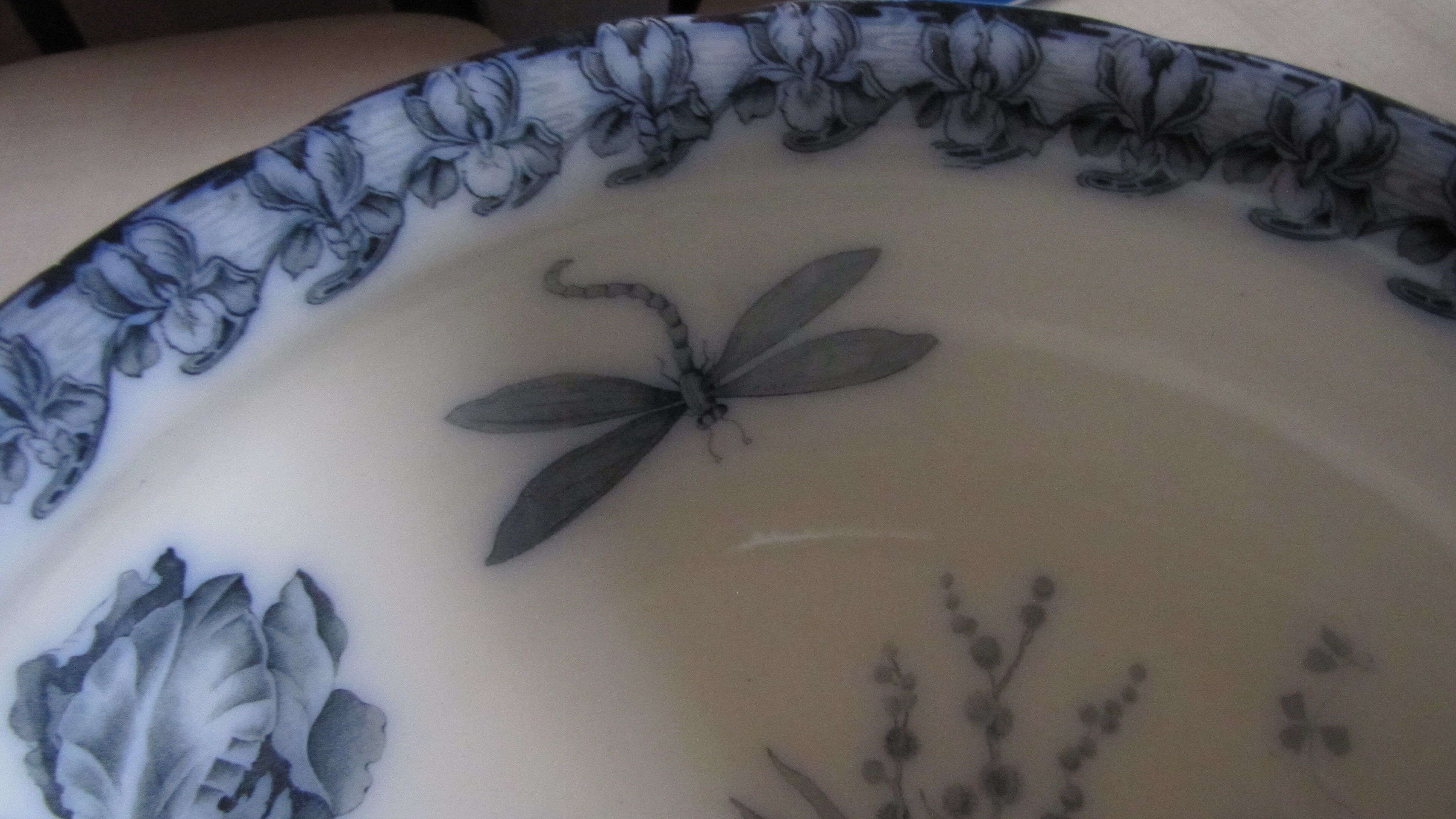 IRIS and dragonfly, beautiful!