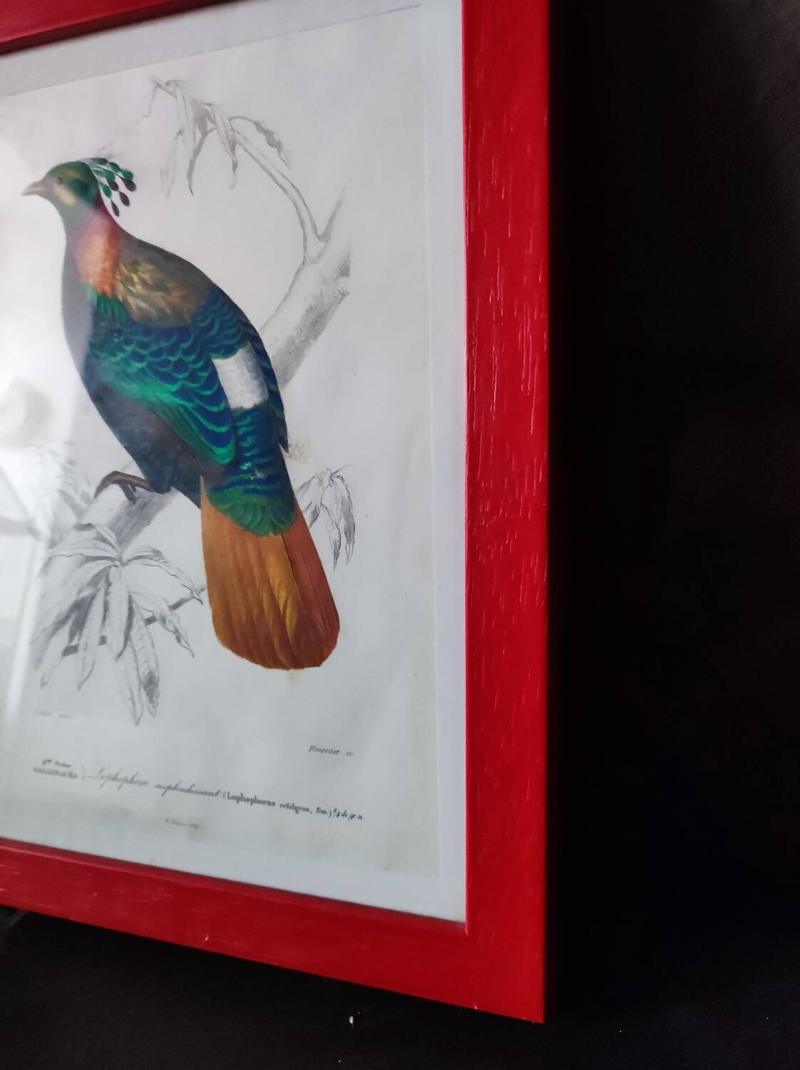 Color lithograph, Gallinaceous, JC Fournier