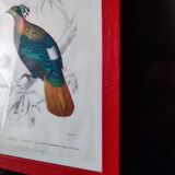 Lithographie couleur, Gallinacés, J.C. Fournier