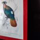 Color lithograph, Gallinaceous, JC Fournier