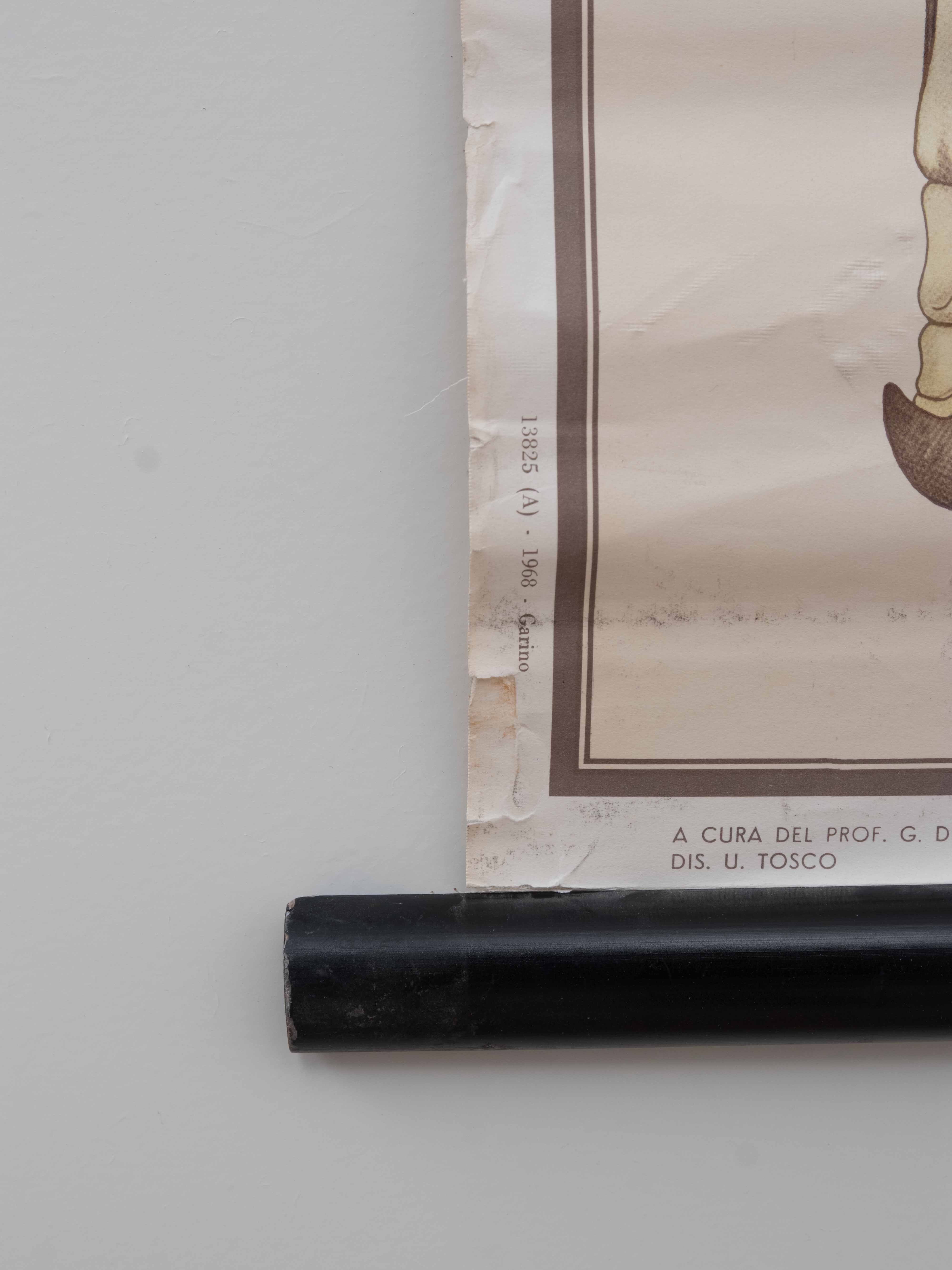 Vintage educational chart