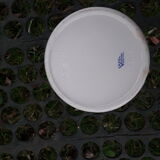 Vintage mustard maker