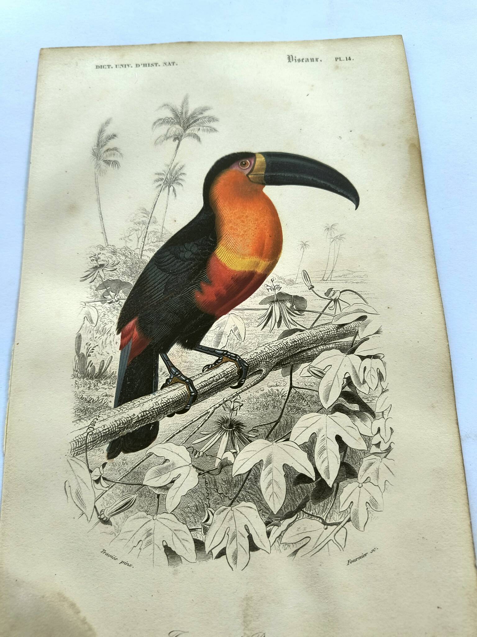 Gravure ancienne 1849 - Toucan par E.Travies. Lithographie iconique vintage