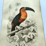Gravure ancienne 1849 - Toucan par E.Travies. Lithographie iconique vintage