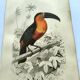 Antique engraving 1849 - Toucan by E. Travies. Vintage iconic lithograph