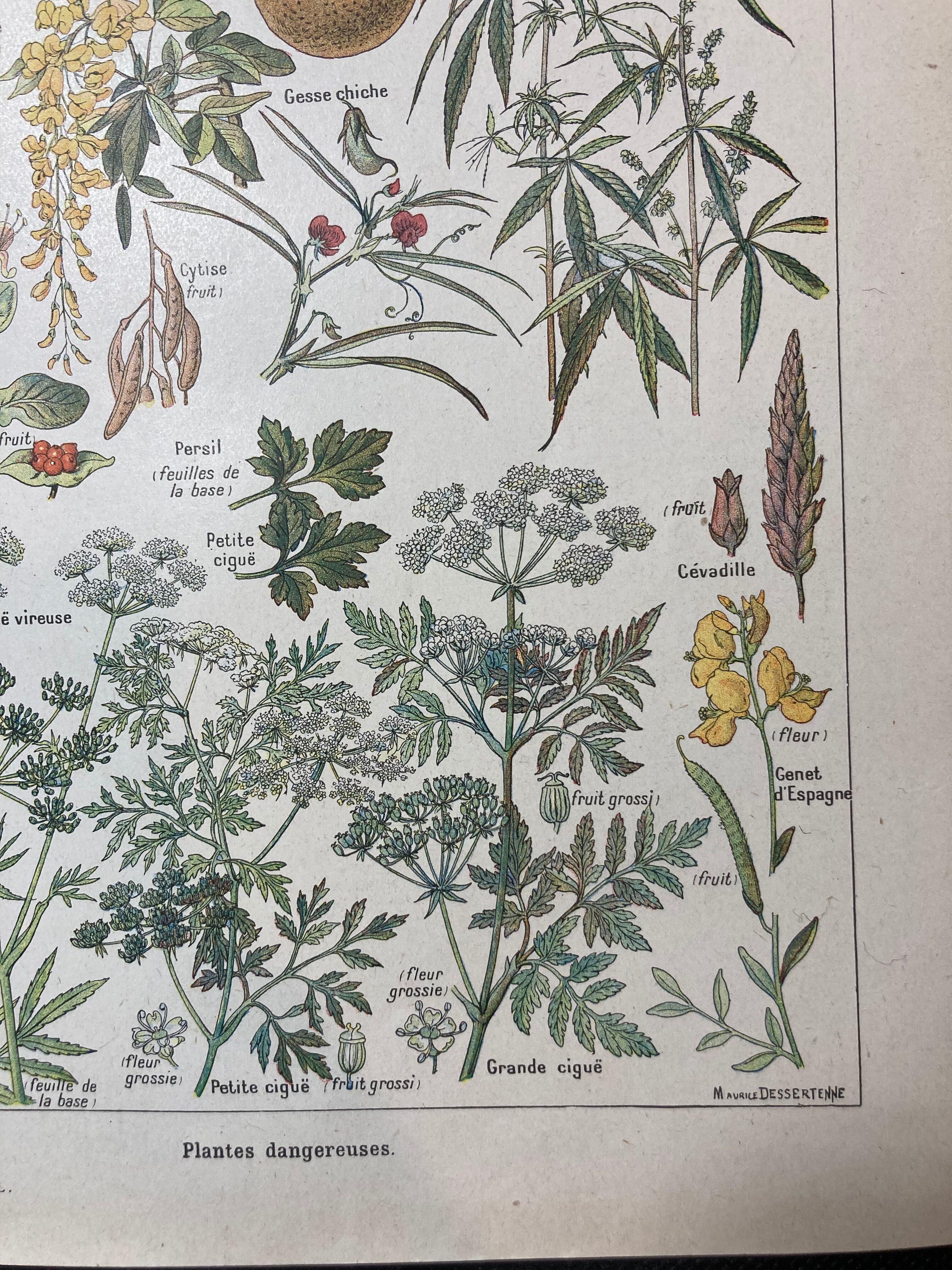 Lithographie sur les plantes dangereuses de 1920 "cigüe"