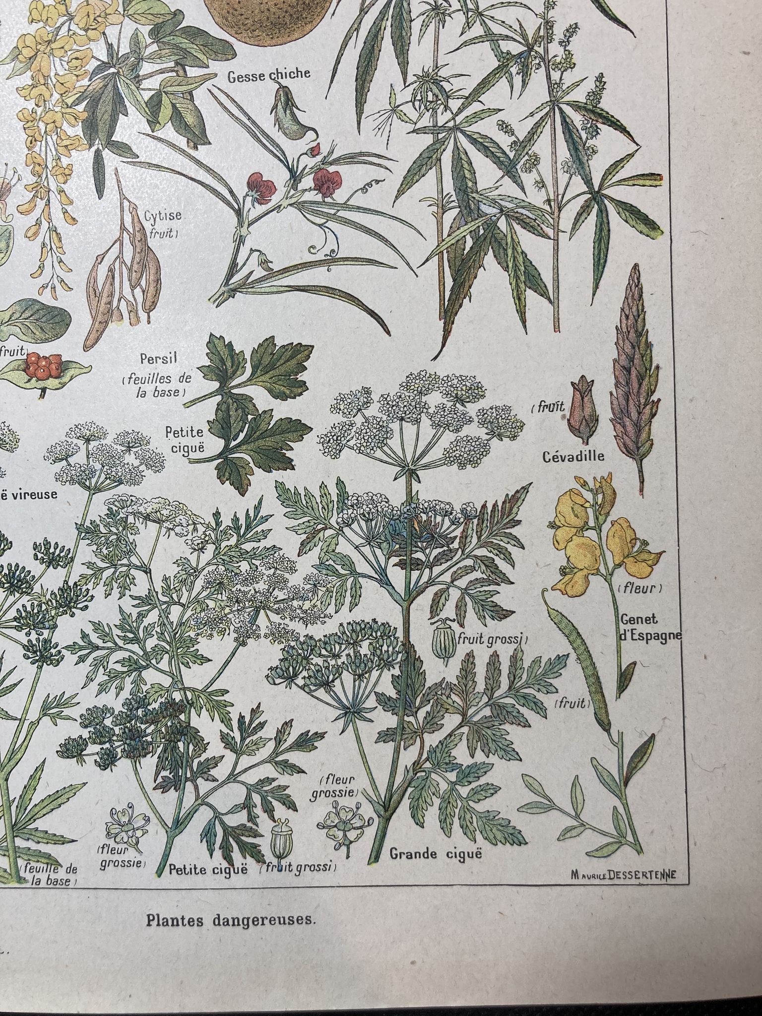 Lithographie sur les plantes dangereuses de 1920 "cigüe"