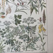 Lithographie sur les plantes dangereuses de 1920 "cigüe"