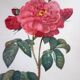 4 antique botanical plates of roses by P.J. Redouté