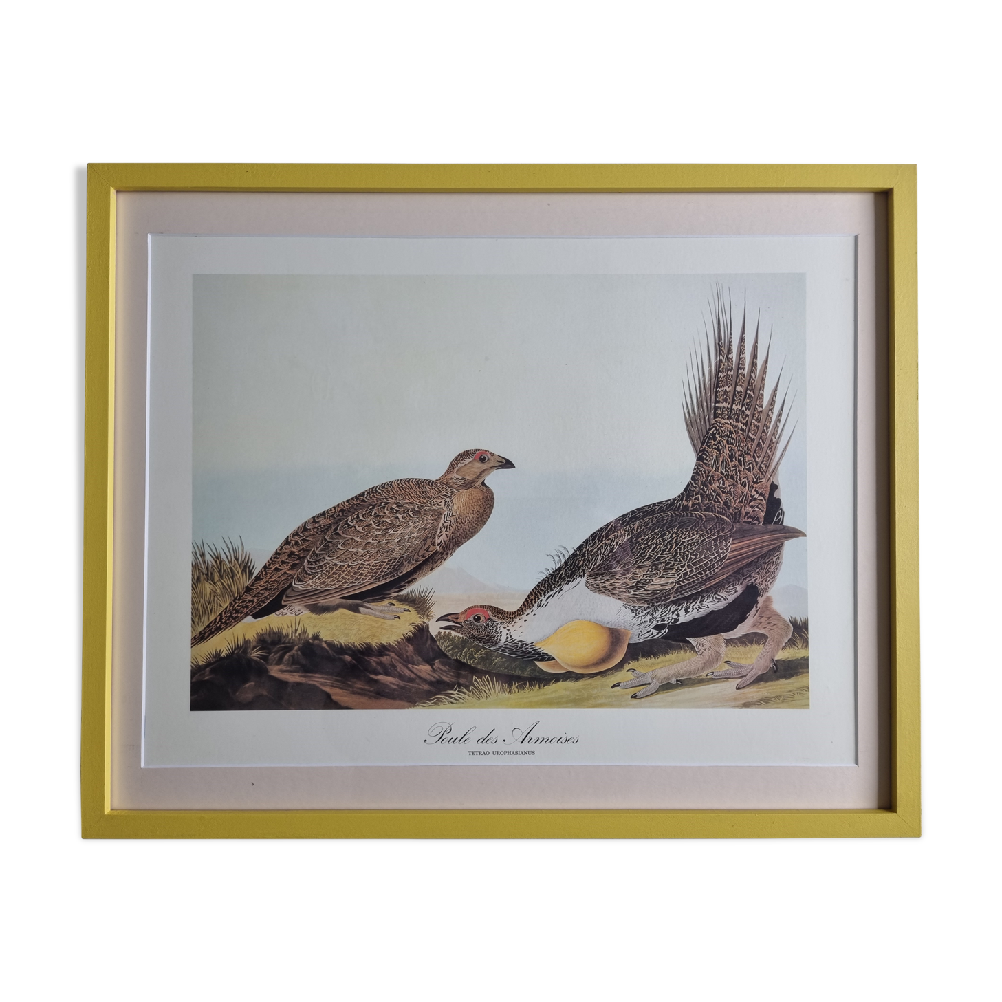 Vintage reproduction after Jean-Jacques Audubon, ornithology, Poule des armoises