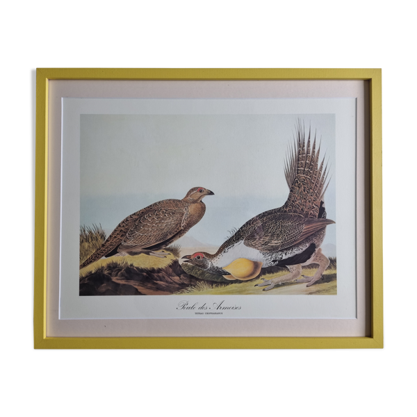 Reproduction vintage d'après Jean-Jacques Audubon, ornithologie, Poule des armoises