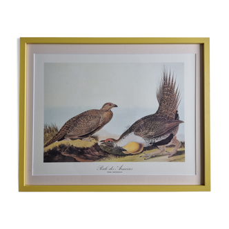 Reproduction vintage d'après Jean-Jacques Audubon, ornithologie, Poule des armoises