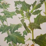 Set of 2 botanical plates Geigy, thorny apple and black henbath