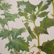 Set of 2 botanical plates Geigy, thorny apple and black henbath