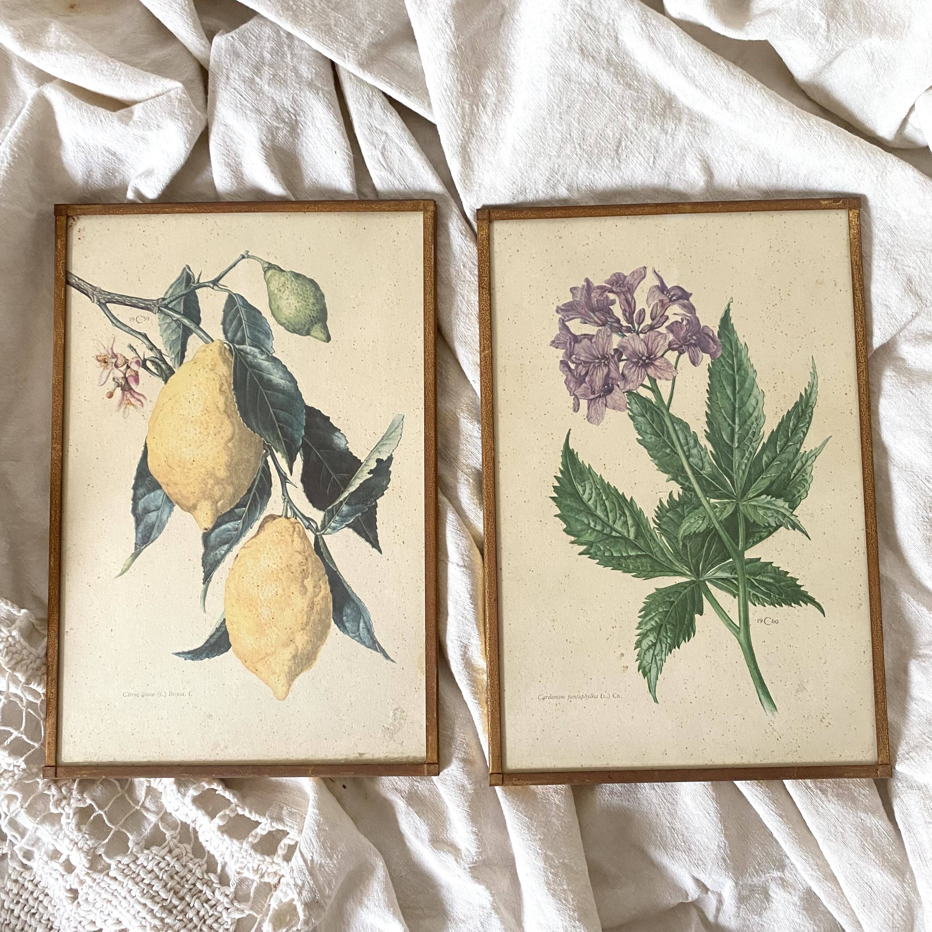 Botanical posters, flower and lemon lithographs, metal frame