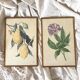 Botanical posters, flower and lemon lithographs, metal frame
