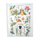 Ancienne planche années 20 apéritives