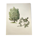 Illustration of Common Juniper - Vintage Nature Plate. Botanical Tree 1960