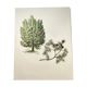 Illustration of Common Juniper - Vintage Nature Plate. Botanical Tree 1960