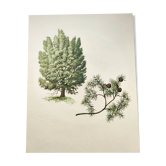 Illustration Genévrier Commun-, planche botanique, 1960