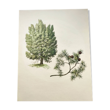 Illustration Genévrier Commun-, planche botanique, 1960