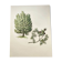 Illustration of Common Juniper - Vintage Nature Plate. Botanical Tree 1960