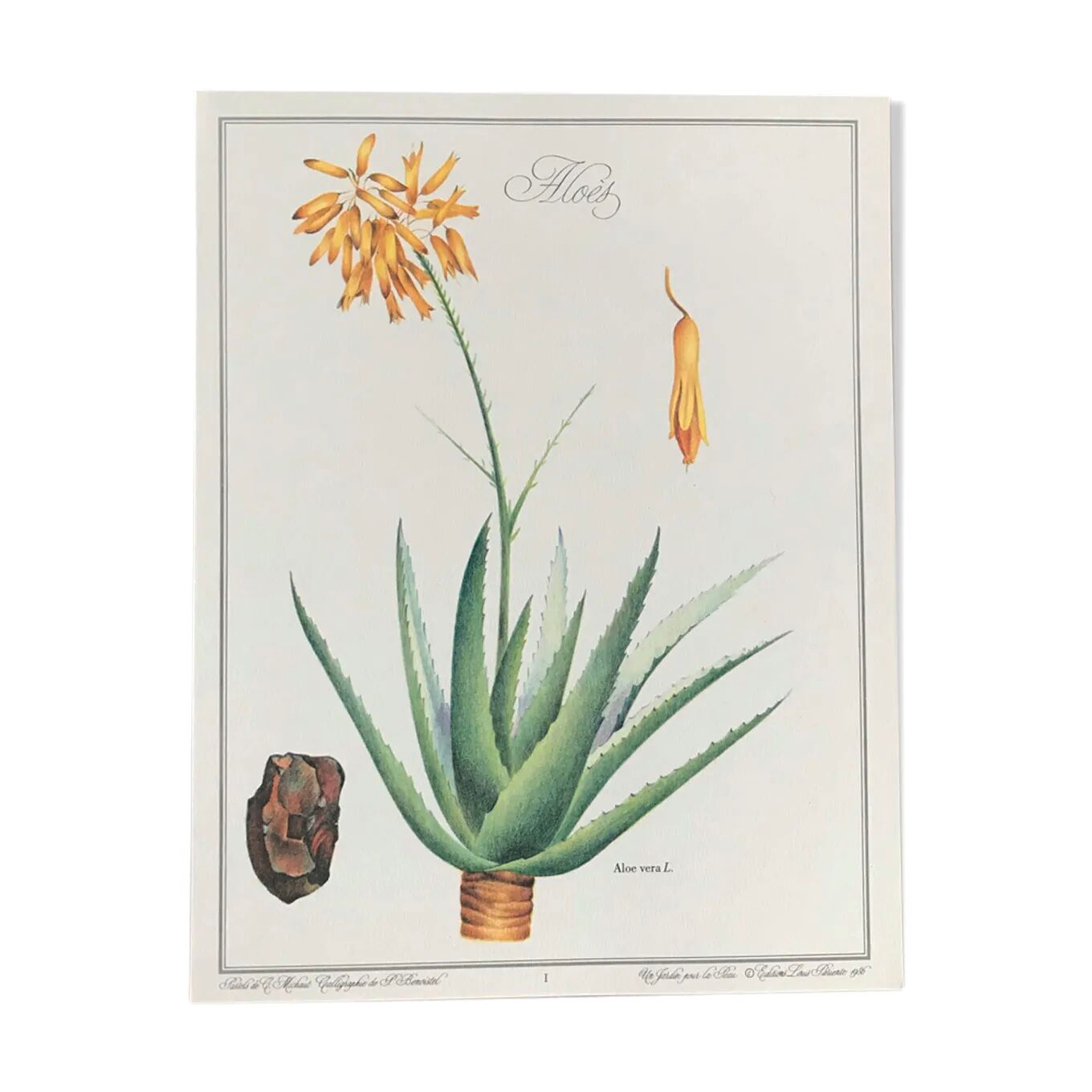 Botanical plate aloe