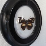 Papillon naturalisé cadre Napoléon III