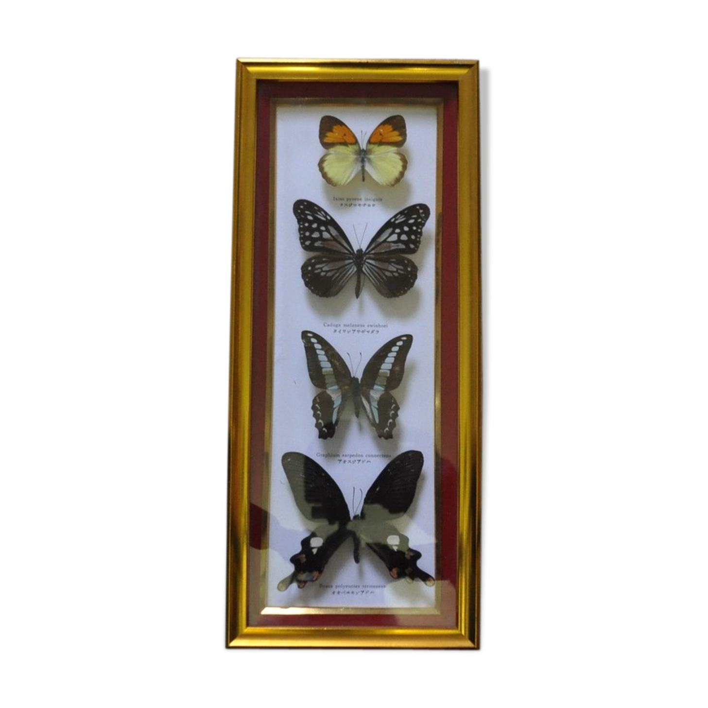 Frame with naturalized butterflies