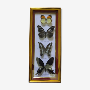 Frame with naturalized butterflies