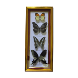 Frame with naturalized butterflies