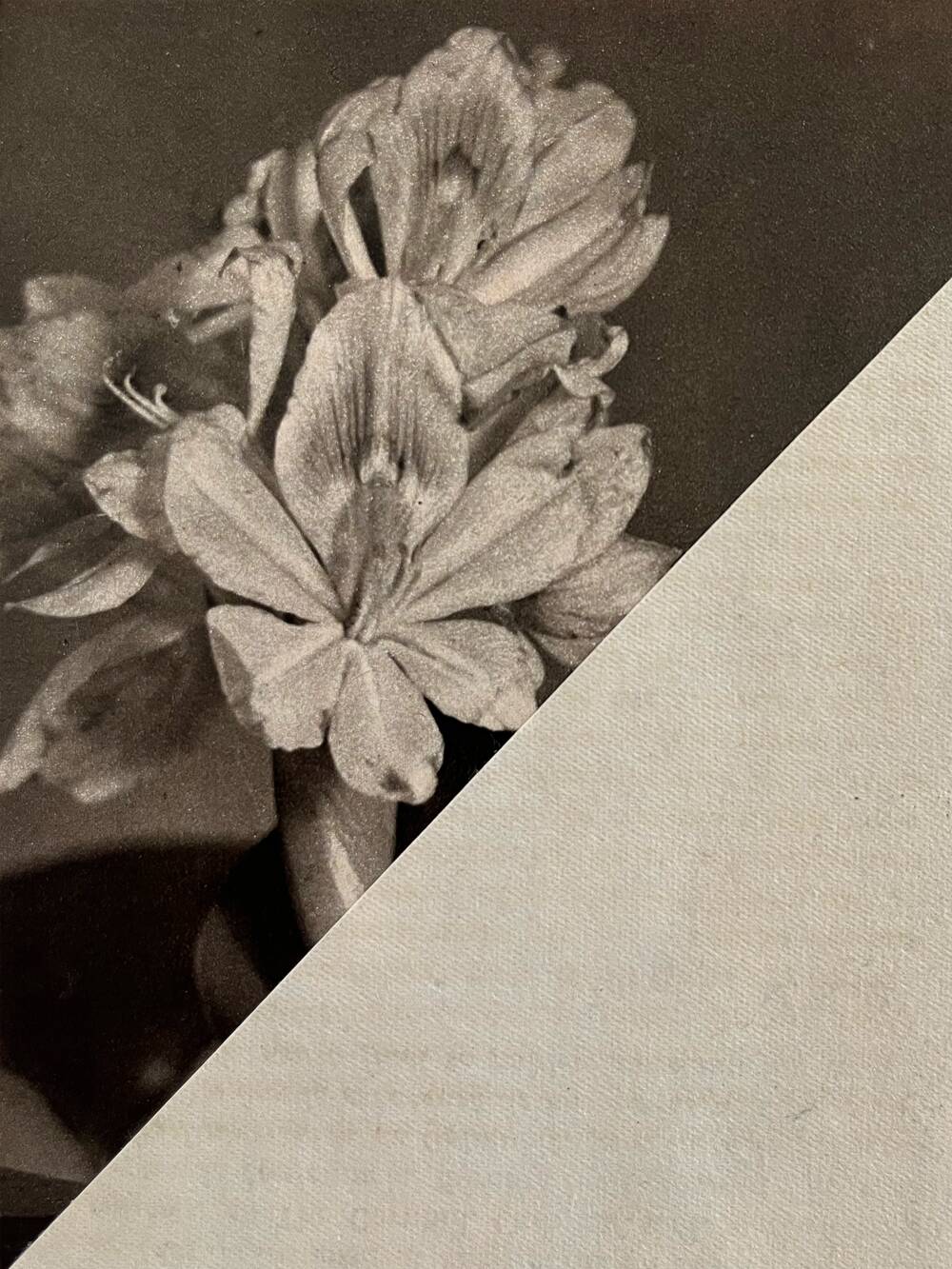 Flower in the dark - Original collage