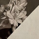 Flower in the dark - Original collage