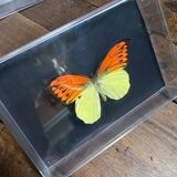 Lot of naturalized butterflies entomologist plexiglass boxes