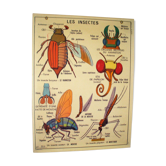 Affiche scolaire les insectes les invertébrés