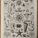 Lithograph engraving on oceanography of 1928