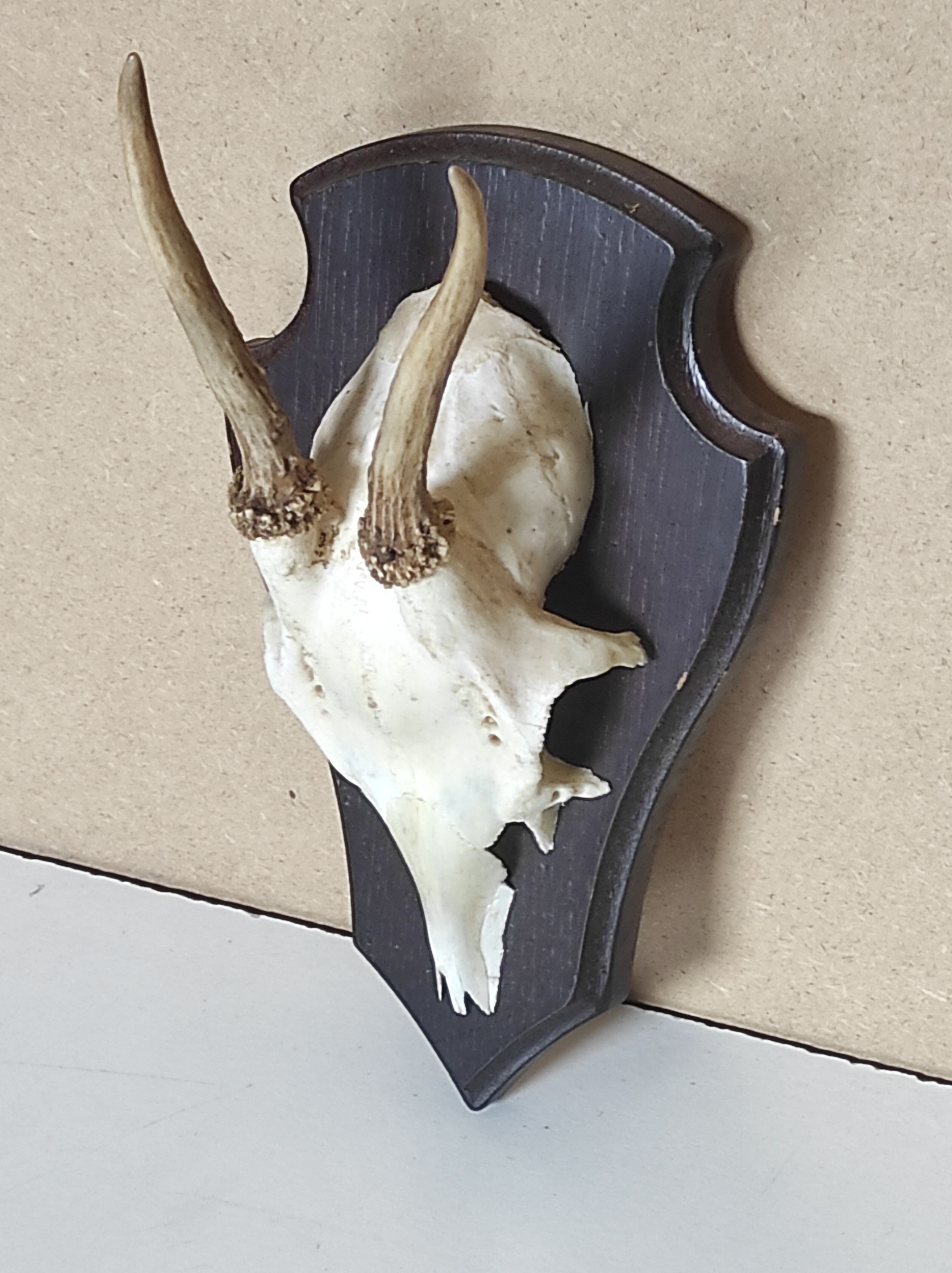 Massacre young deer hunting trophy on dark varnished oak wood crest